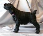 Black Russian Terrier köpek